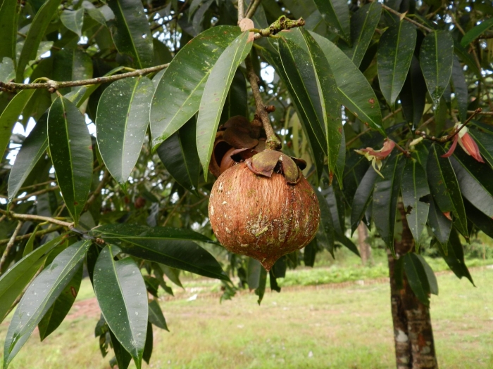 Annona reticulata
