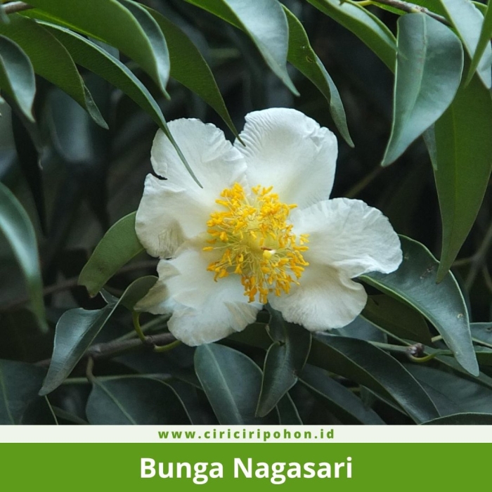 Camellia sasanqua
