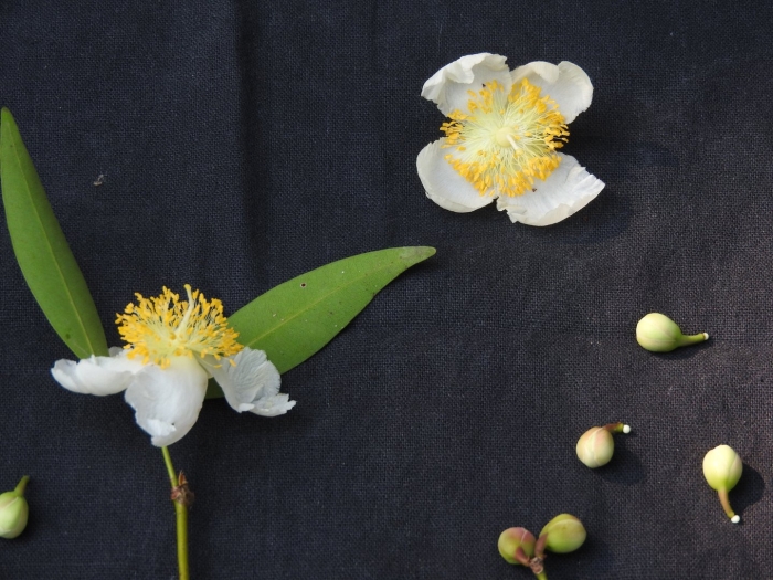 Камелия китайская