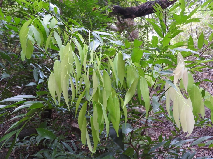 Кассия коричник китайский