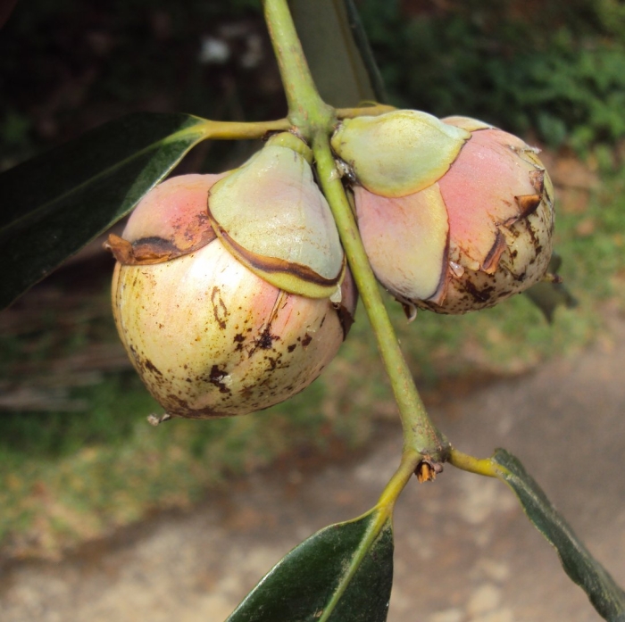 Экзотические фрукт