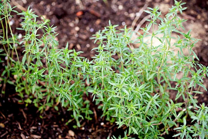 Чабер (кондари)