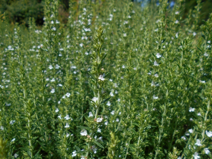 Чабер огородный пикник