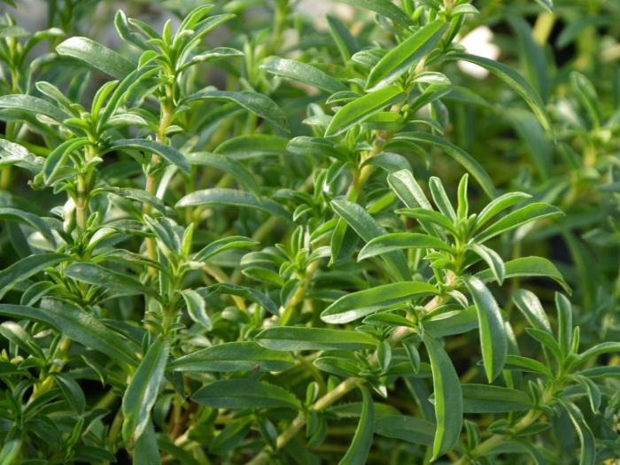 Чабер трава