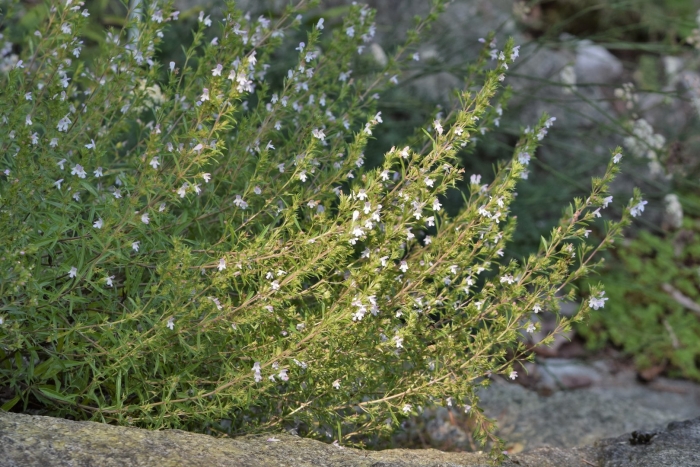 Чабер satureja montana