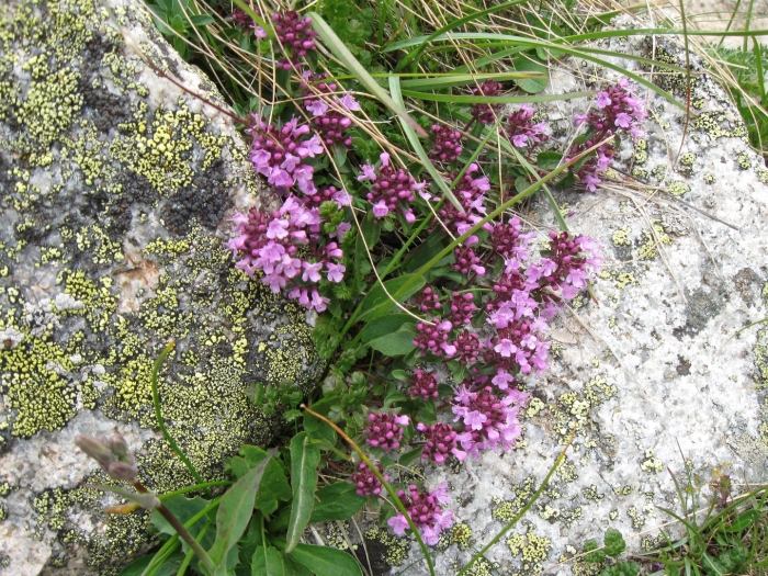 Чабрец крымский