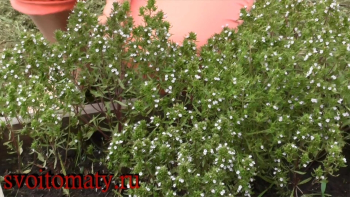 Тимьян  orangelo