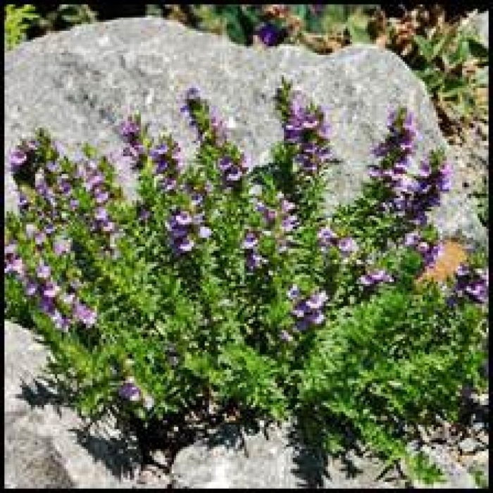 Scutellaria baicalensis