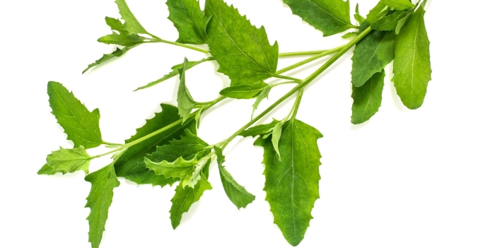 Лебеда копьевидная