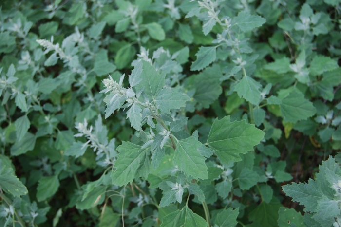 Марь белая сорняк