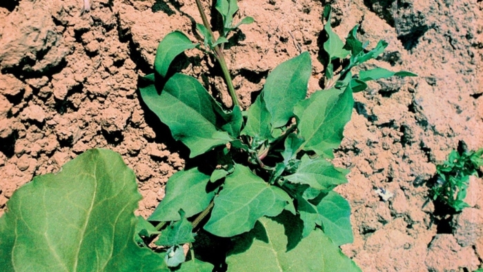 Лебеда татарская