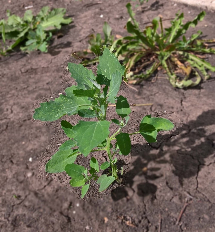 Сорняк лебеда