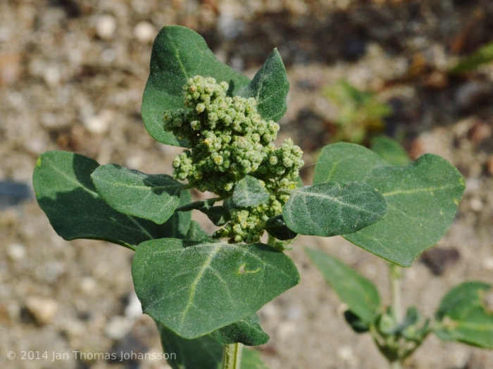 Марь вонючая (chenopodium vulvaria l.).
