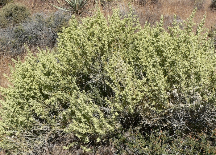 Полынь крымская (artemisia taurica)