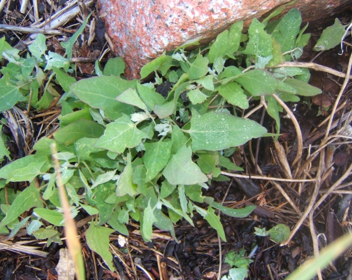 Лебеда марь белая растение