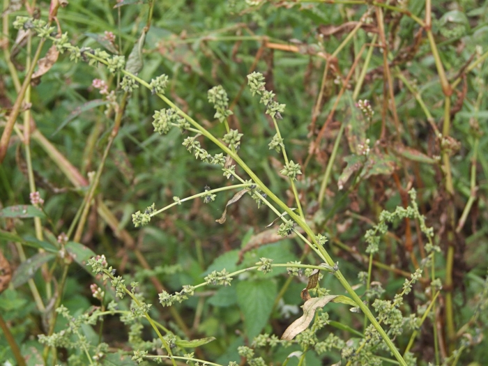 Марь белая сорняк