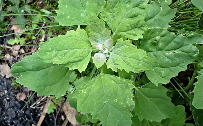 Chenopodium album растение