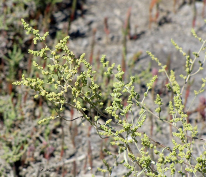 Atriplex cana