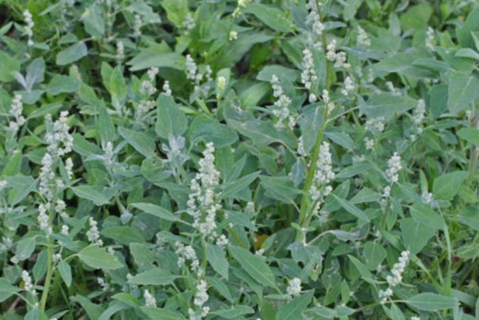 Марь белая лебеда