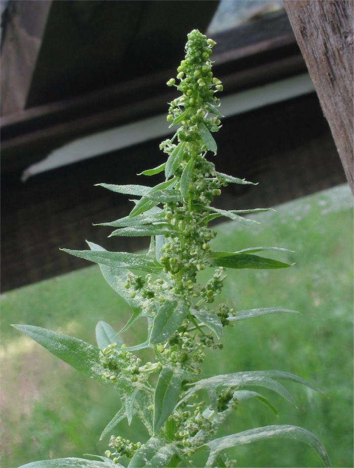Chenopodium album