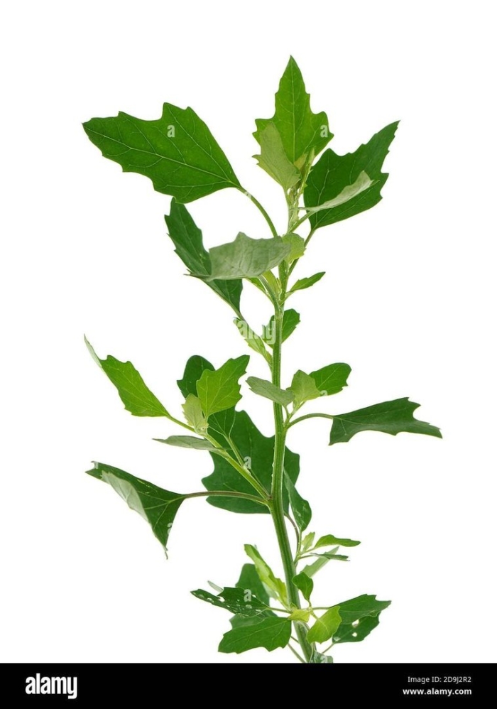 Лебеда марь белая растение