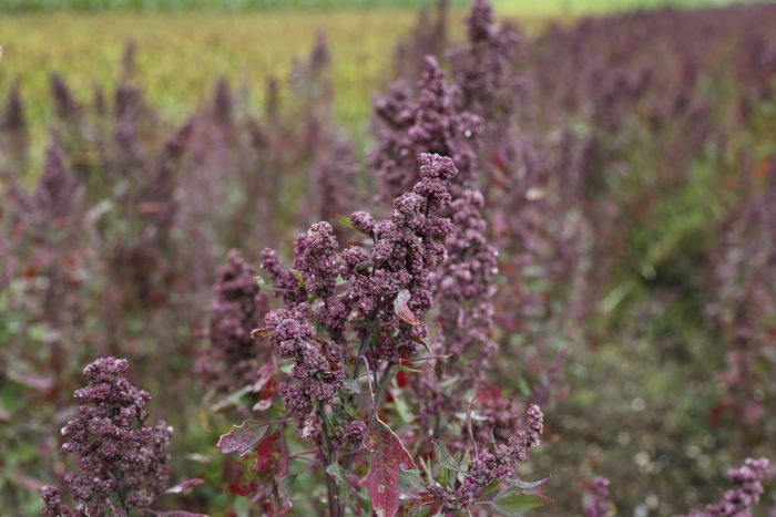 Chenopodium quinoa