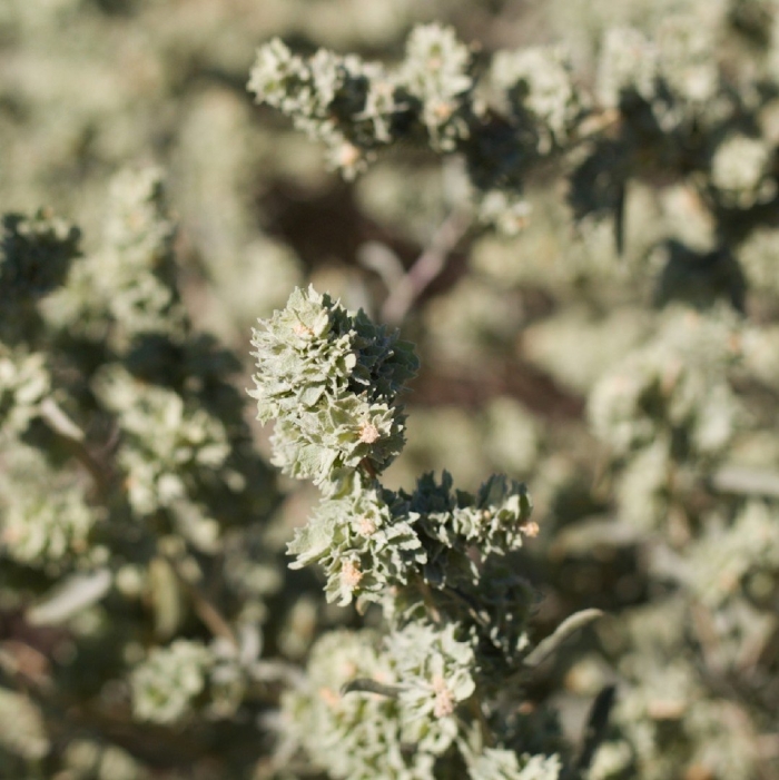 Atriplex canescens