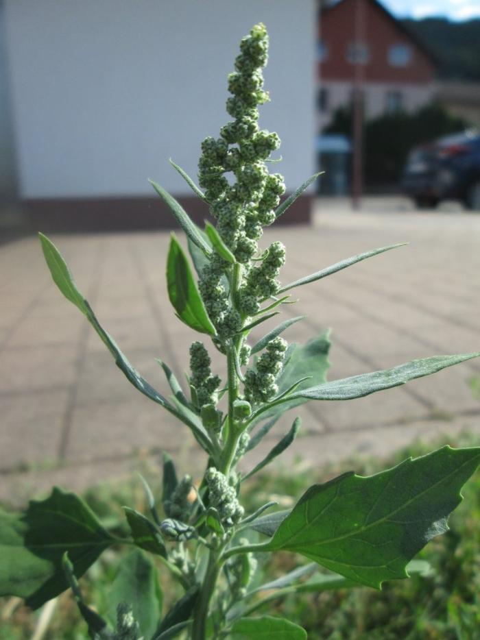 Марь белая (chenopodium album)