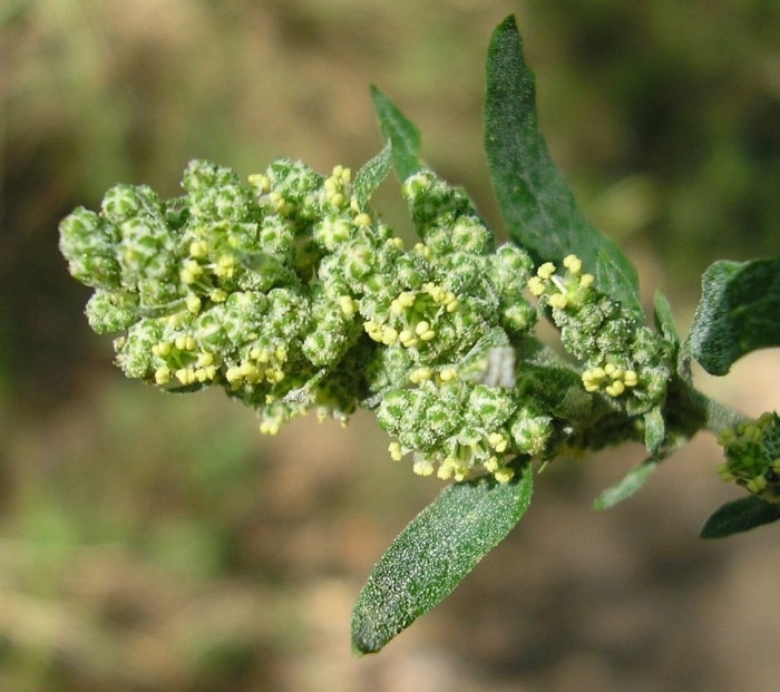 Chenopodium botrys l.