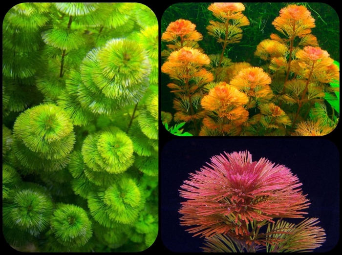 Кабомба каролинская