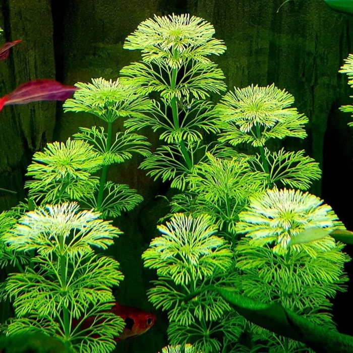 Лимнофила сидячецветковая