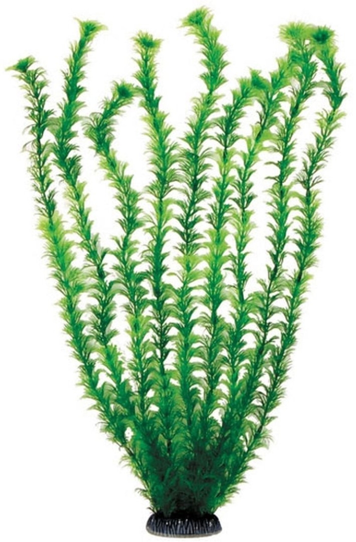 Растение для аквариума laguna