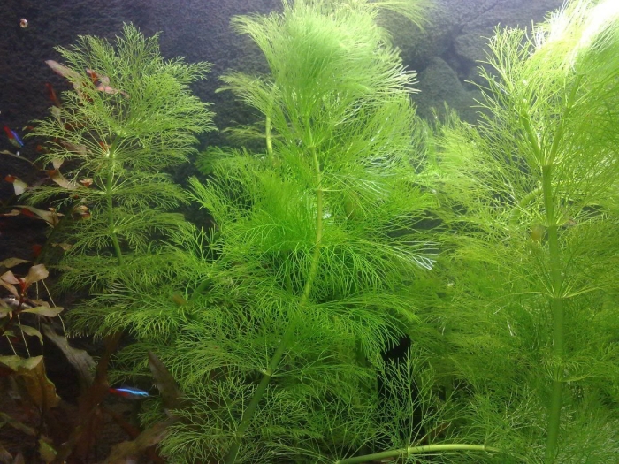 Амбулия королевская аквариумное