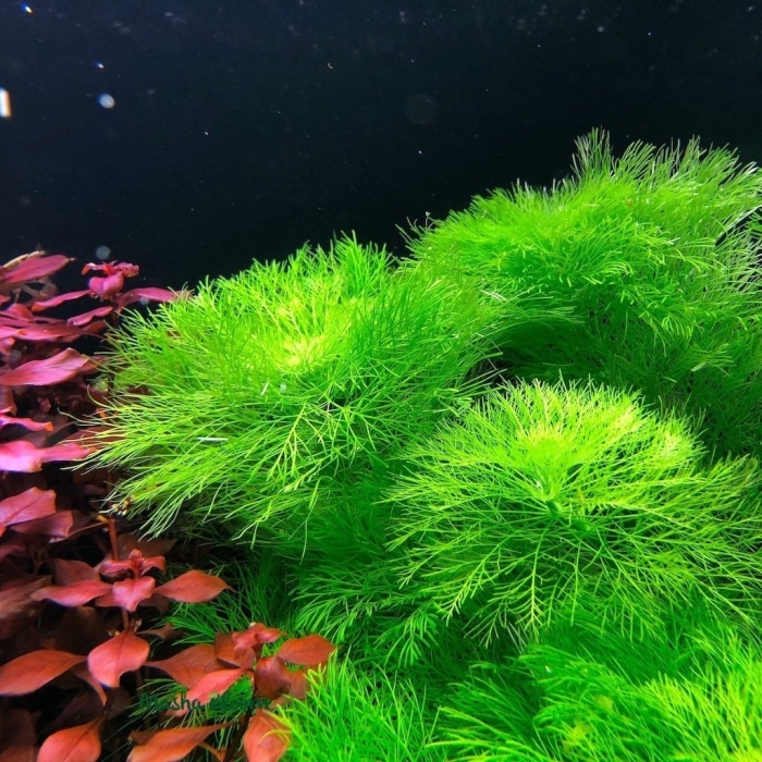 Лимнофила аквариумное растение