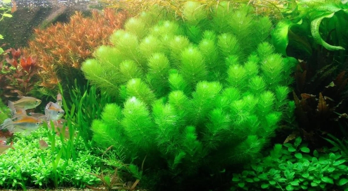 Роголистник аквариумное растение