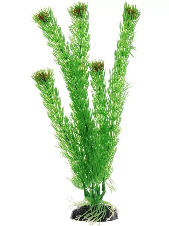 Triol laguna растение для аквариума амбулия