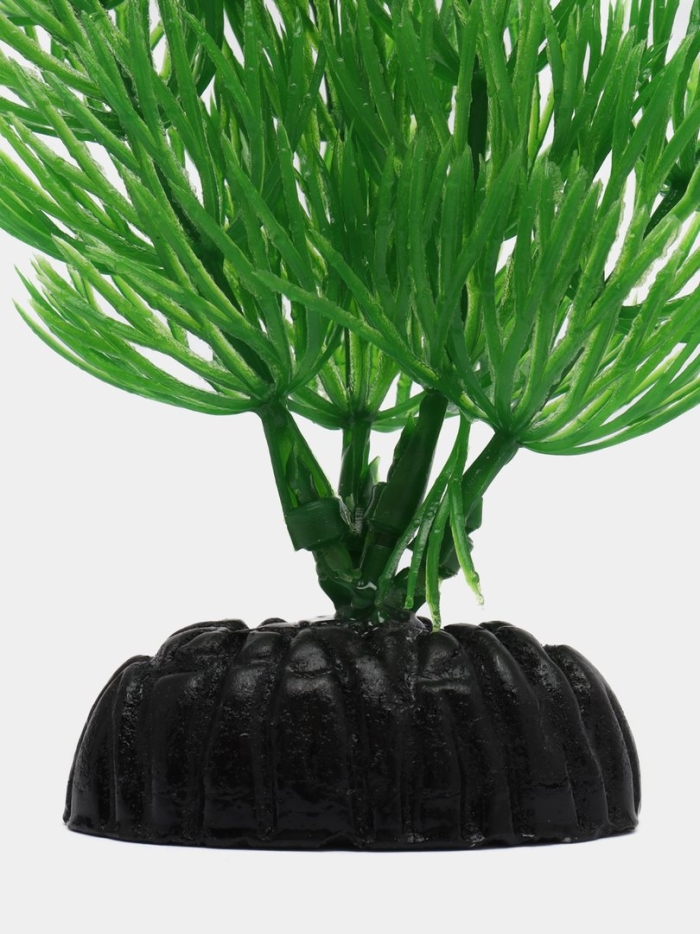 Растение для аквариума