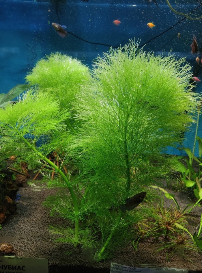 Амбулия королевская