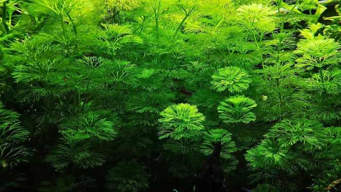 Лимнофила разнолистная