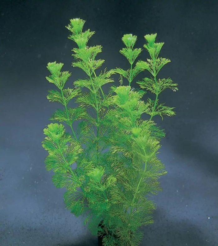 Лимнофила водная аквариумное растение