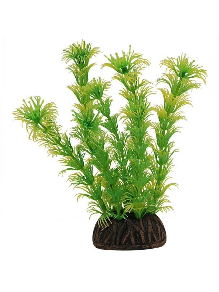 Растение аквариумное