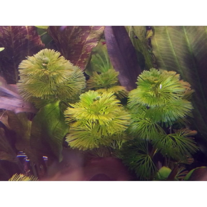 Кабомба каролинская