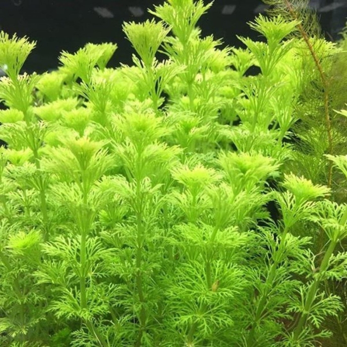 Кабомба каролинская аквариумное