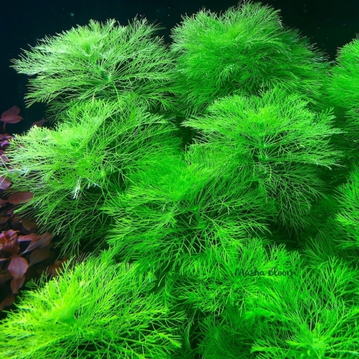 Лимнофила каролинская