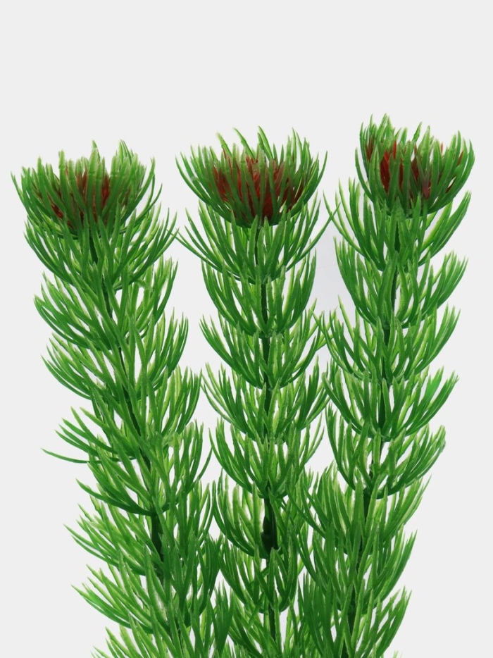 Barbus plant 002 амбулия