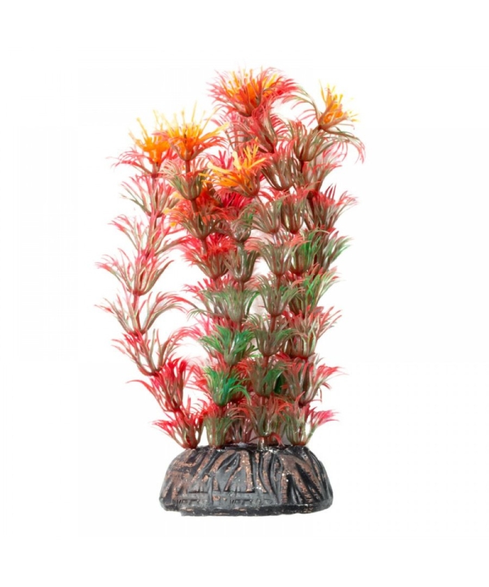 Амбулия красная