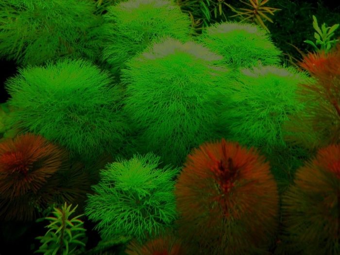 Лимнофила амбулия водная