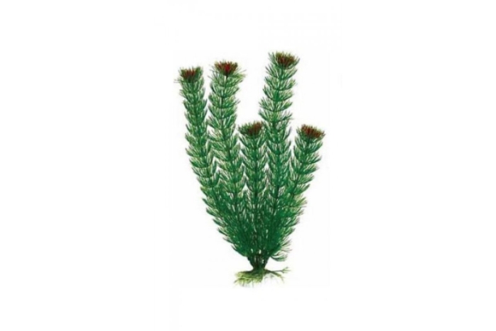 Растение для аквариума barbus