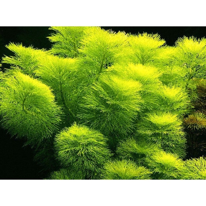 Лимнофила индика