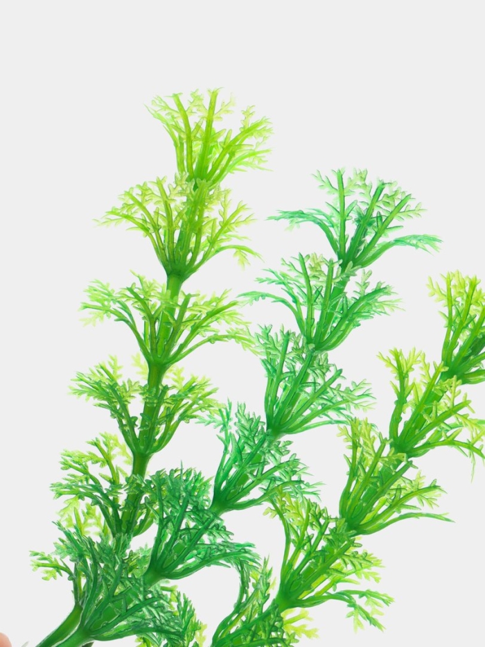 Амбулия аквариумное растение